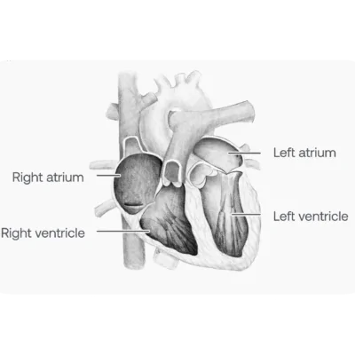 Anatomia Cardíaca: Entendendo a Estrutura do Coração