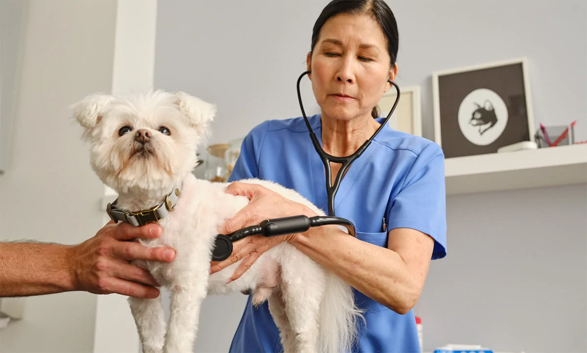 Estetoscópios Digitais para Veterinária: Precisão na Ausculta de Animais